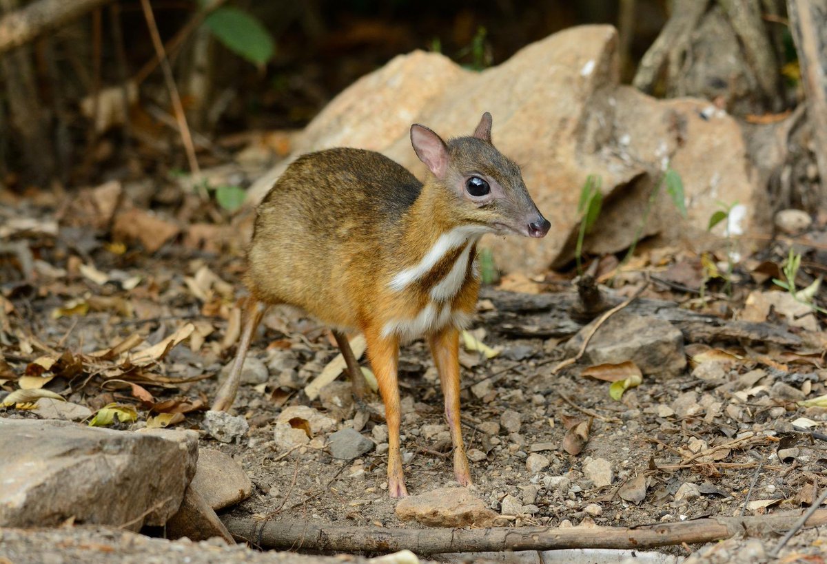 Tzunami_Sapp's tweet photo. #Chevrotain https://t.co/2ylQJbIBqB