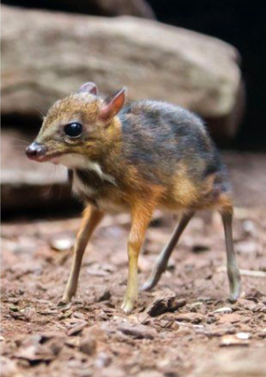 Tzunami_Sapp's tweet photo. #Chevrotain https://t.co/2ylQJbIBqB