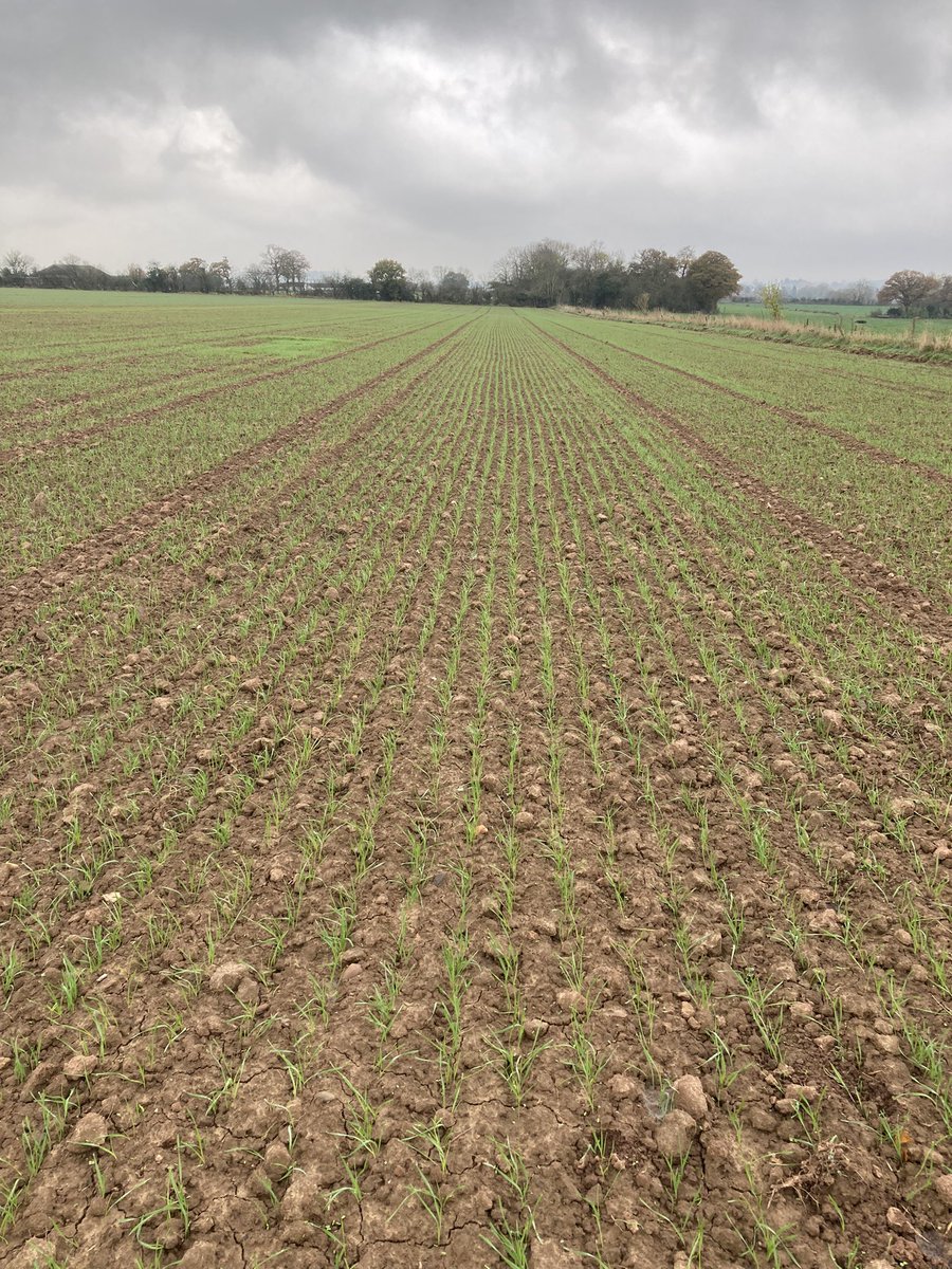 GreenAcres_Farm's tweet photo. Early vigour assessments the @OrgResCent #livewheat trials - YQ leads the way (left) with Siskin propping up the list. The latter may yield more but the early strength is a huge advantage for mechanical weeding and weed suppression #organic @organicarable https://t.co/vwSXTantPC