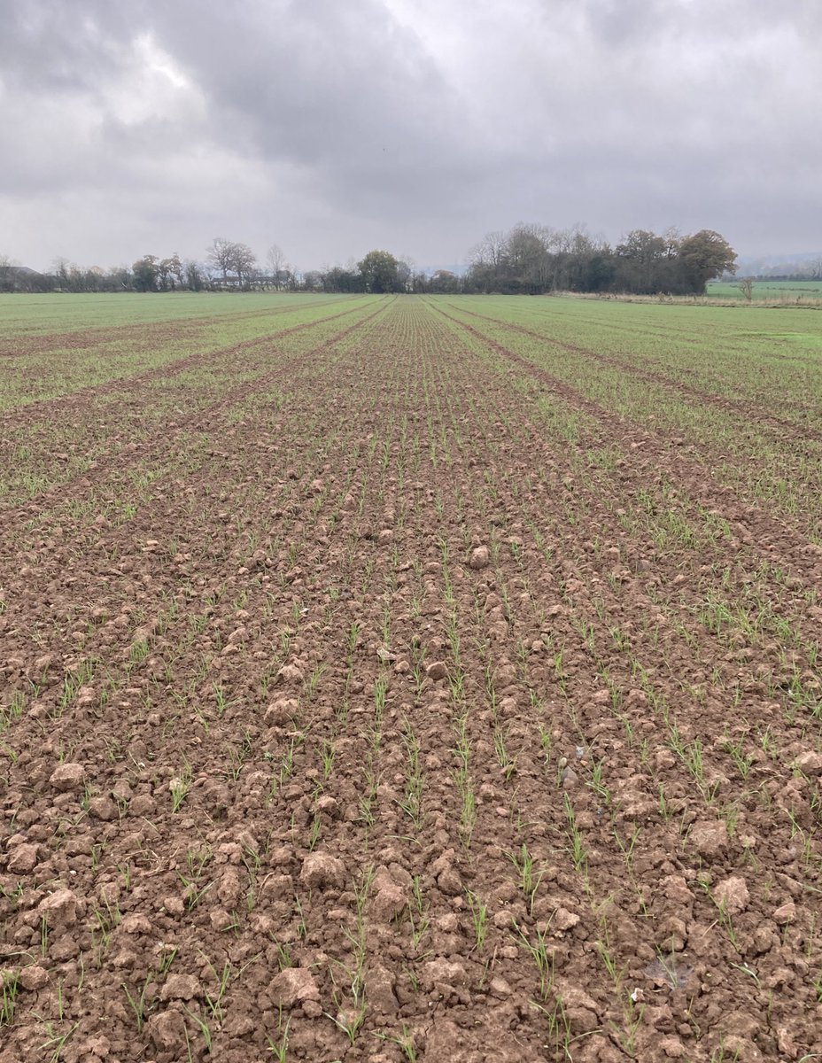 GreenAcres_Farm's tweet photo. Early vigour assessments the @OrgResCent #livewheat trials - YQ leads the way (left) with Siskin propping up the list. The latter may yield more but the early strength is a huge advantage for mechanical weeding and weed suppression #organic @organicarable https://t.co/vwSXTantPC