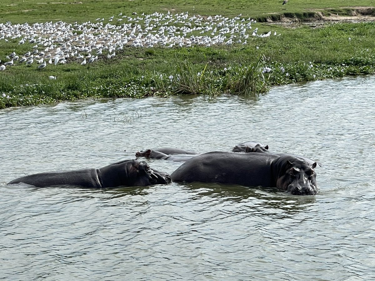 ugwildlife's tweet image. The BoT #UWA held a meeting @MTWAUganda Minister Hon. Rtd. Col. Butime Tom and later assessed the tourism experience at Mweya’s boat cruise. They also had an evening game drive at Kyambura to assess tourism development in the area. #conservation #wildlife