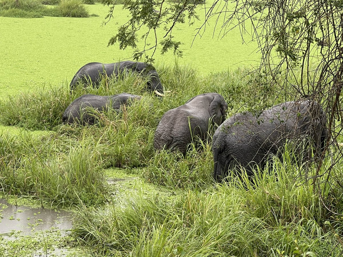 ugwildlife's tweet image. The BoT #UWA held a meeting @MTWAUganda Minister Hon. Rtd. Col. Butime Tom and later assessed the tourism experience at Mweya’s boat cruise. They also had an evening game drive at Kyambura to assess tourism development in the area. #conservation #wildlife