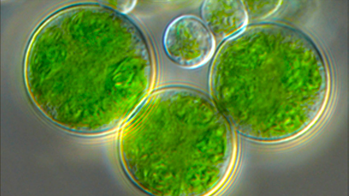 CosmoCaixa's tweet photo. La investigadora y botánica Eva Barreno nos dio una noticia en primicia: uno de los organismos simbióticos más estudiados, un alga del género Trebouxia que forma parte de muchos líquenes, recibirá su nombre en honor a Margulis. #CooperacióEvolució

📷Salvador Chiva y Eva Barreno https://t.co/oUiAUvRDHz