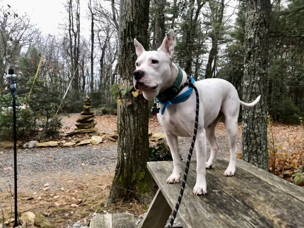 BradMil75025630's tweet photo. #dog #adopteddog #amstaffmix #Fancygap #Virginia https://t.co/RTw9B4HdJ2