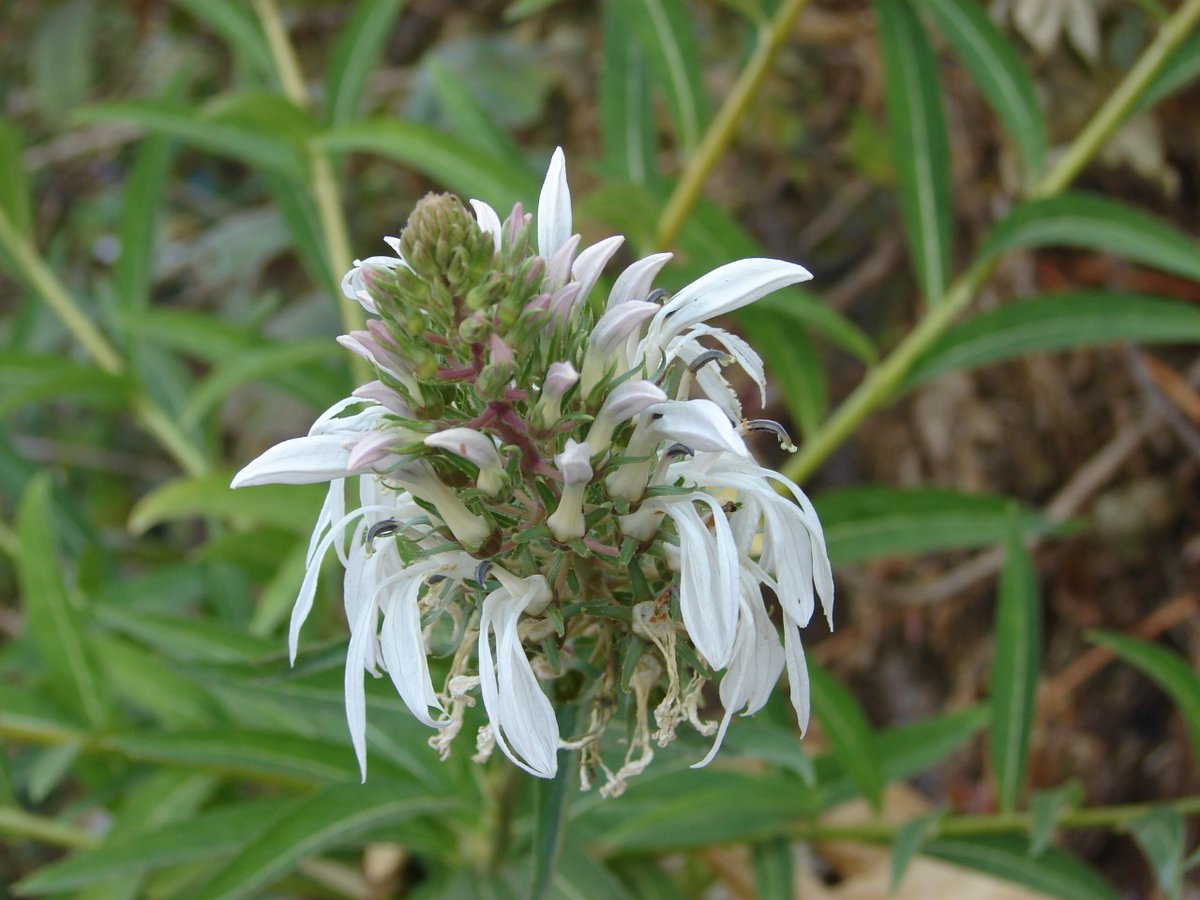 vanarambh's tweet photo. Wild Flower from Sahyadris!

https://t.co/c7TFrQjCtl

#nature #scenic #landscape #forest #trekking #trek #walk #hiking #earth #love #wild #wildlife #wildlifephotography #naturephotography #flower #biodiversity #fort https://t.co/Z5PGp66EB4