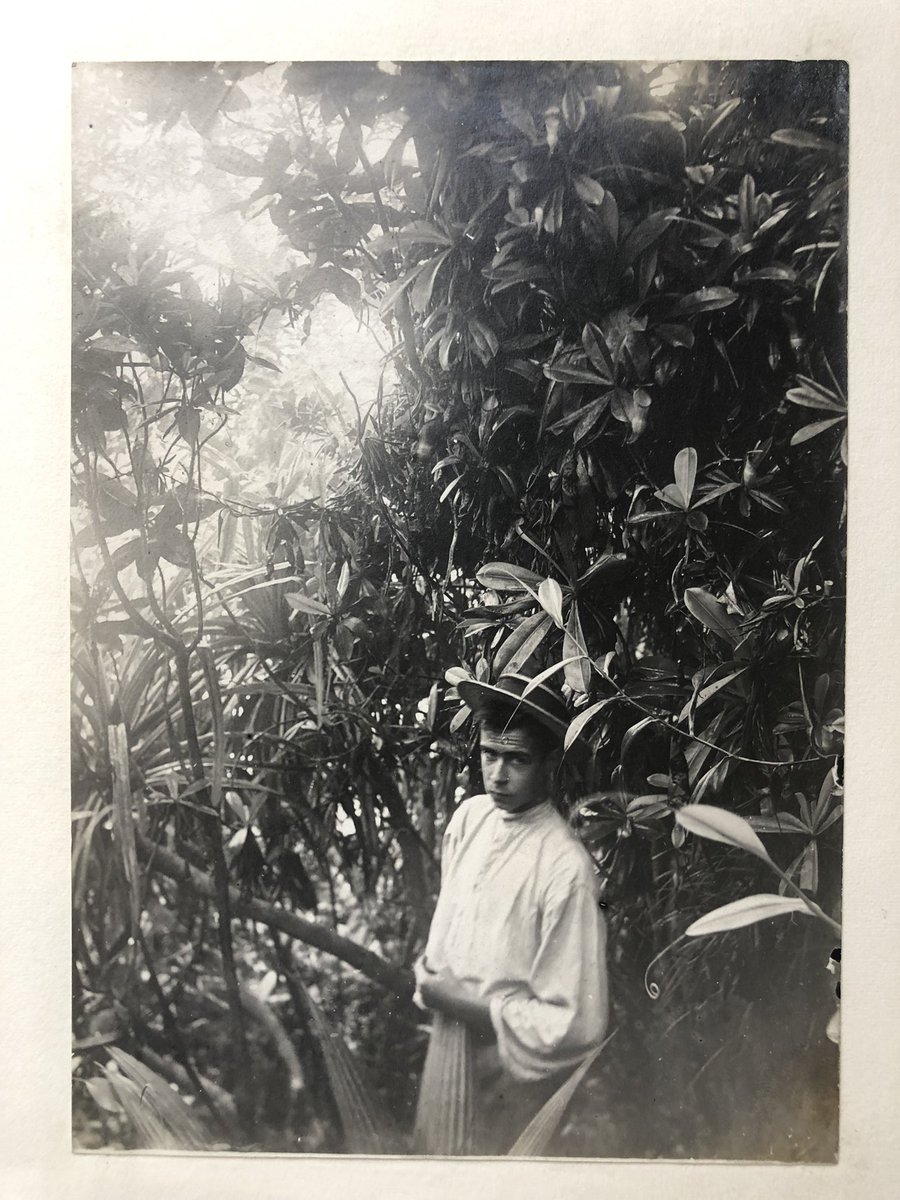 I just love old botanical photography and we have some beautiful examples in amongst #KewHerbarium. This photo of Nepenthes pervillei and unknown boy, transports me to an expedition in Seychelles, 1905. Photo: J.S. Gardiner. #curation #kewscience