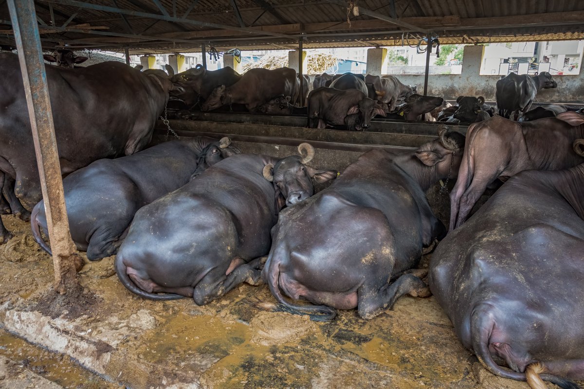 AhimsaMatters's tweet photo. Cows/buffaloes in dairies, jabbed with Oxytocin injections which help humans steal milk that's meant for their babies. Fight for these sentient beings by supporting the amendment of The #PreventionOfCrueltyToAnimalsAct, 1960 and say #NoMore50 #AhimsaMatters 

@PRupala @PMOIndia https://t.co/T1ZKzoCRVb