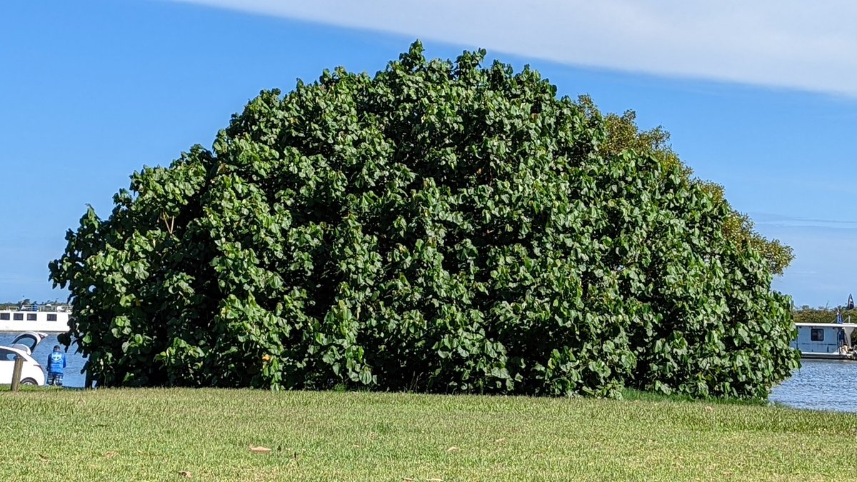 Pixel6Pics's tweet photo. Chonky bush on the Pro #teampixel #iliketrees #Pixel6Pro https://t.co/sO4AFFAT7f