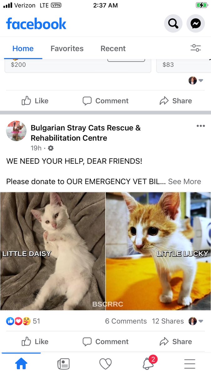 This situation is beyond sad. Please help. #BulgarianCats #Cats #LoveCats