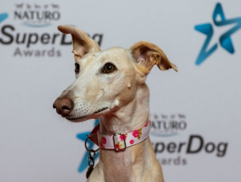 Doglife360's tweet photo. The winner of the 2021 @superdogawards Survivor Award goes to Mila Moo! 

Fay McCallum is Mila Moo's mum, she tells us about the excitement of the evening and shares her story of life with her beloved survivor Mila Moo👉 https://t.co/XR4YVFMcCR https://t.co/XWvzIzE0hv
