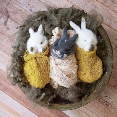 RabbitEveryHour's tweet photo. https://t.co/xB92s28zjP