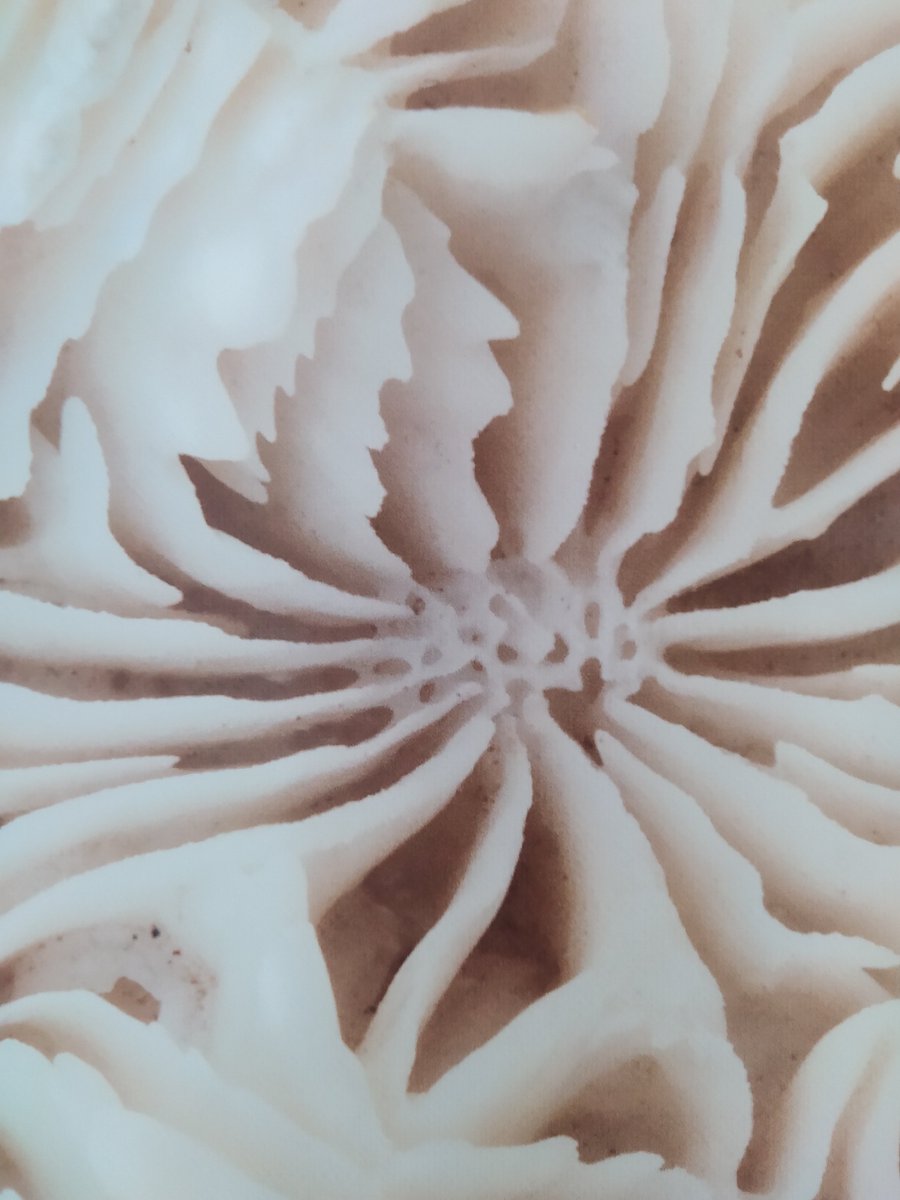 loveopendesign's tweet photo. [EVENT] "Créer demain à Besançon"
Découvrez quelques exemples de projets inspirés du vivant.
Le biomimétisme, une bibliothèque infinie de savoir-faire ultra sophistiqué !
#CreerDemain #biomimetisme #innovation #bourgognefranchecomte https://t.co/E9krVRYWuX