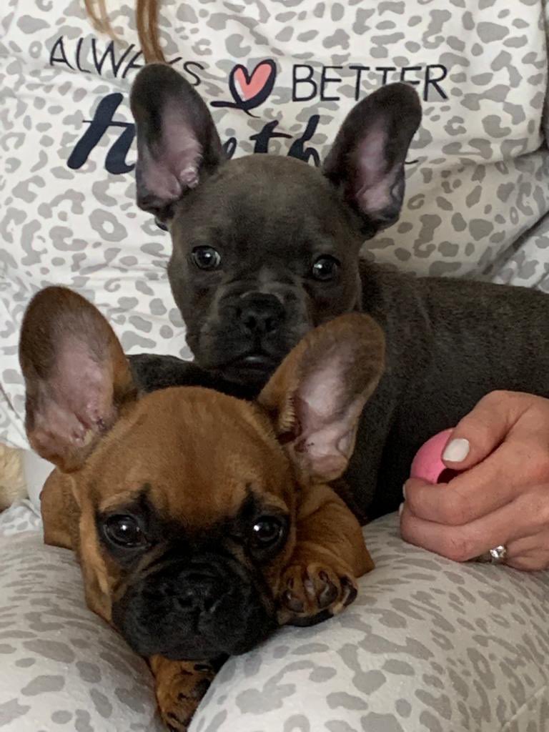 vickwhitt's tweet photo. @hollywills @Schofe @thismorning @ITV #sisters #littermates #puppylove https://t.co/wvlwqRLkb8
