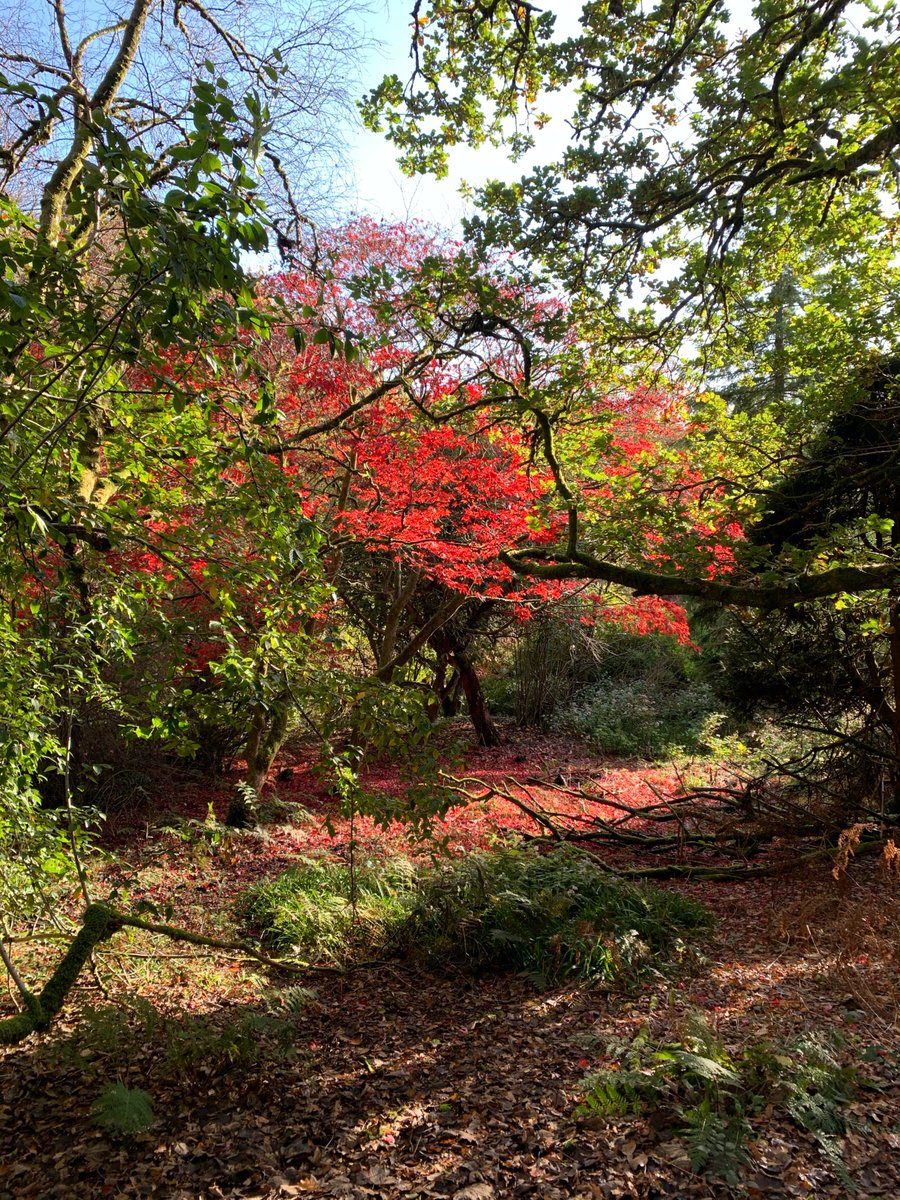 Autumnal colours drifting through the Kilmahew Estate. #kilmahew #kilmaheweducationtrust #kilmahewestate #autumn #autumnalcolours #autumnalaesthetic #argyllandbute