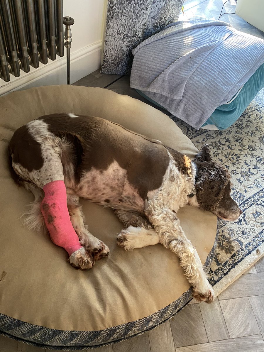 SpanielsSuper's tweet photo. You know that dressing? The pink one? The hideous embarrassing pink dressing? I’ve toned it down a bit 😂😂😂😂 Mum’s not happy 😤😤😤 I’m thrilled 😁 #SneakySnoopy #CleverBoy #LookingBetter #GreatImprovement https://t.co/6C55UIeP9a