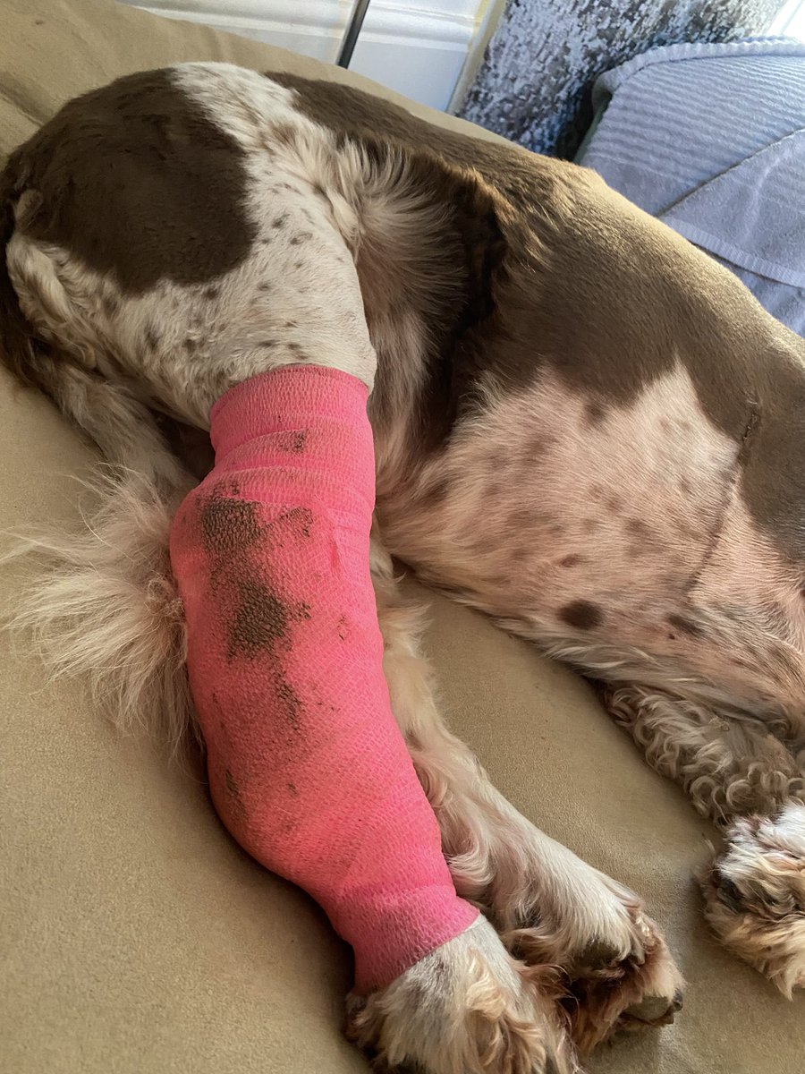 SpanielsSuper's tweet photo. You know that dressing? The pink one? The hideous embarrassing pink dressing? I’ve toned it down a bit 😂😂😂😂 Mum’s not happy 😤😤😤 I’m thrilled 😁 #SneakySnoopy #CleverBoy #LookingBetter #GreatImprovement https://t.co/6C55UIeP9a