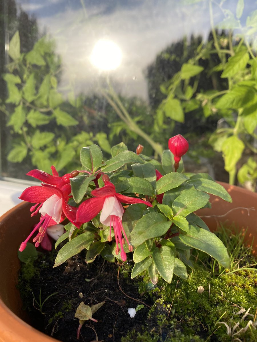 mrhodga's tweet photo. S.A.D keeping it GLAD; the gorgeousness and tenacity of the flowers still giving their best and the low sun.
#MentalHealthMatters #MentalHealthAwareness #SeasonalAdjustmentDisorder
#TryingToKeepPositive https://t.co/fu4wEwDch3