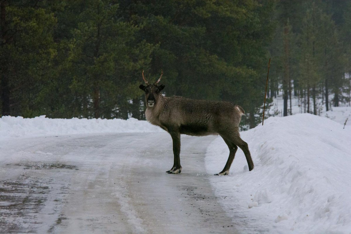 greenpeaceSTHLM's tweet photo. Kampen fortsätter för Muonio sameby! För de samiska rättigheterna! Å för det renbetesområden och skogen omkring samebyn i Muonio!
#StandWithSápmi #SkyddaSkogen #GPNVol https://t.co/D6yWnq9OPB