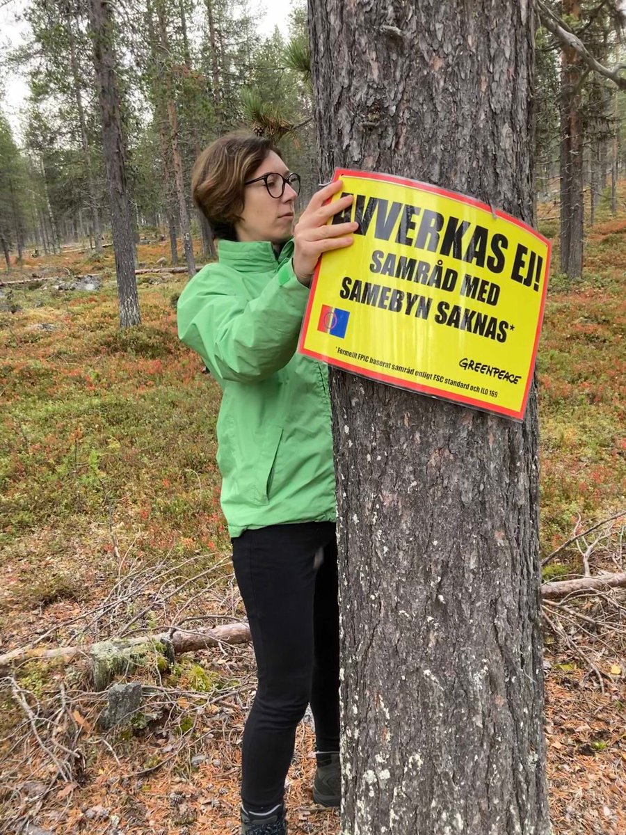 greenpeaceSTHLM's tweet photo. Kampen fortsätter för Muonio sameby! För de samiska rättigheterna! Å för det renbetesområden och skogen omkring samebyn i Muonio!
#StandWithSápmi #SkyddaSkogen #GPNVol https://t.co/D6yWnq9OPB