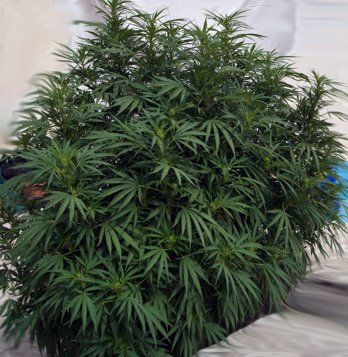hernan__man's tweet photo. #ChocoCandy de exterior by @GreenbudSeeds https://t.co/SwpTrTuDev