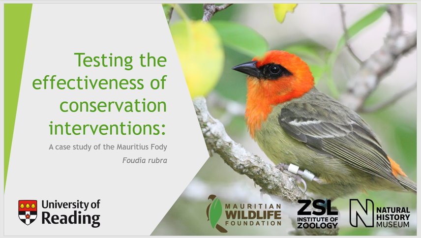 snorkel_maiden's tweet photo. 1/6 #BOUsci21 #ornithology @IBIS_journal Testing the effectiveness of conservation interventions using a case study of the #Mauritius #Fody, with @mwfWildlife, @UniRdg_SAPD, @ZSLScience and @NHM_Science https://t.co/HJHefOCStR
