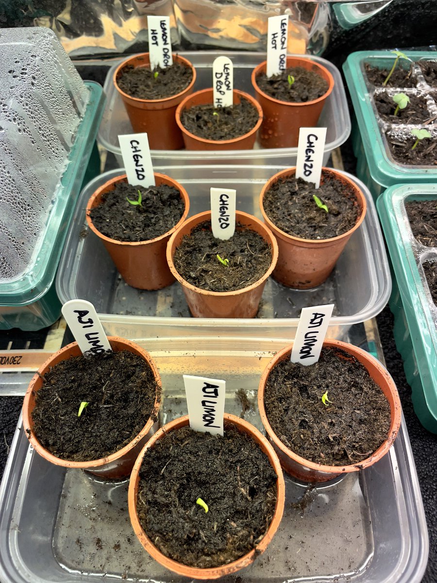 ChillieQueen's tweet photo. Some seedling out of the propagator this morning. #chilli #chilligrower https://t.co/rXqUgXRm25