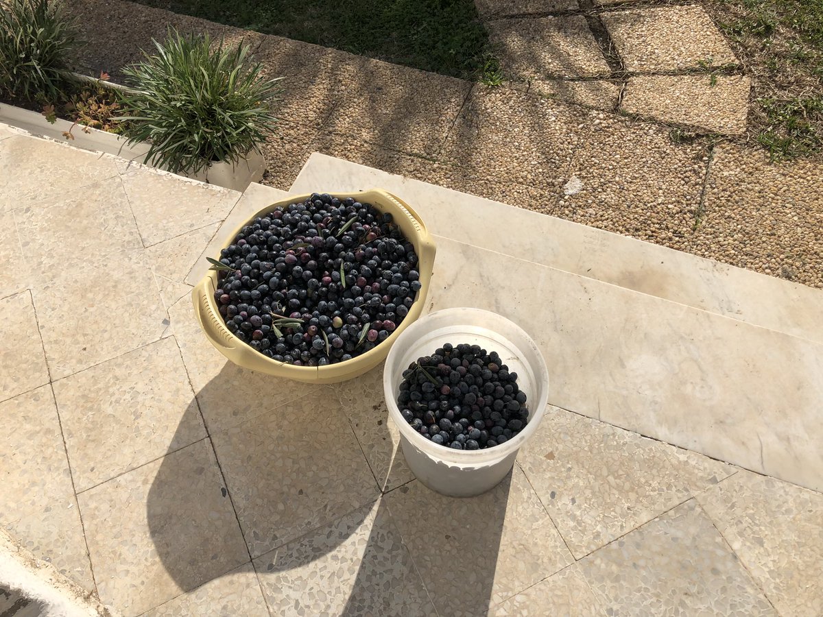 nisetich's tweet photo. Who knows what I can do with this many olives? https://t.co/kQererD6b9