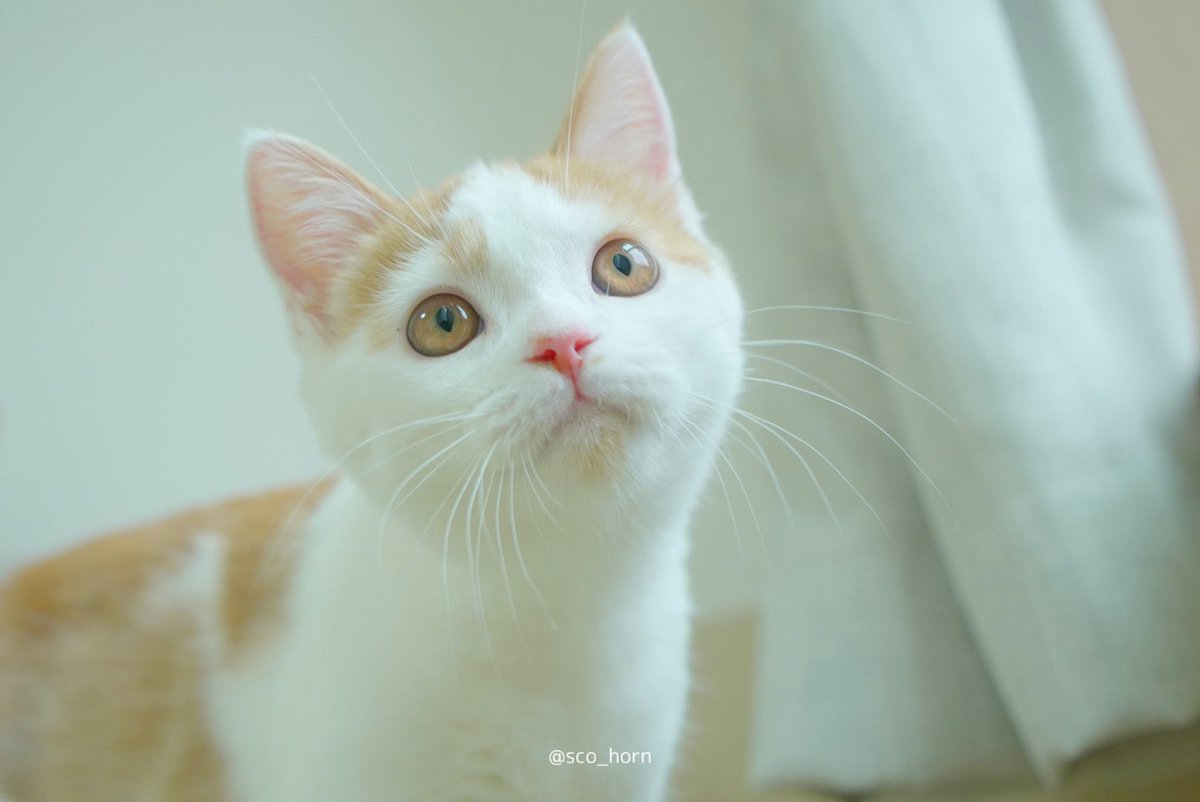 Tweets With Replies By ホルン Horn Sco Horn Twitter 猫 鳴き声 クルル Tweets With Replies By ホルン Horn Sco Horn Twitter 猫 鳴き声 クルル