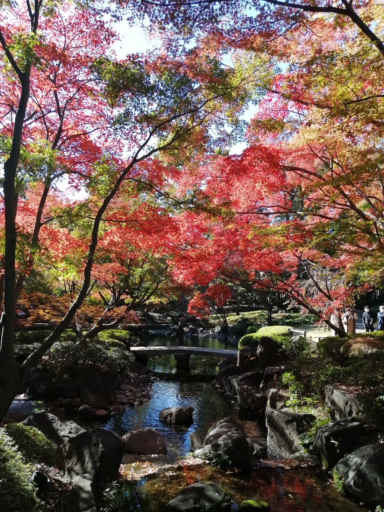 ビコ猫 荻窪の紅葉スポット 大田黒公園に行ってきました イチョウも黄色く色づいて 池の逆さもみじがまさに絶景 大田黒公園 東京紅葉スポット 荻窪 T Co 1uojtetomf Twitter