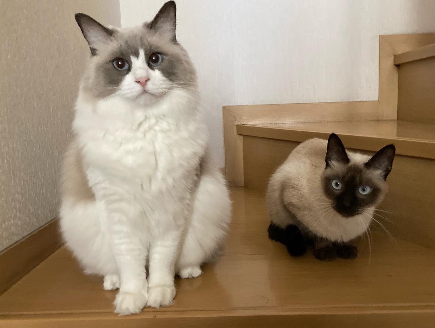 Yuki 仲良し に見える ホントは仲は良くはない ねこ 猫 保護猫 ラグドール シャム猫ミックス T Co Schmydacrq Twitter Yuki 仲良し に見える ホントは仲は良くはない ねこ 猫 保護猫 ラグドール シャム猫ミックス T Co Schmydacrq Twitter