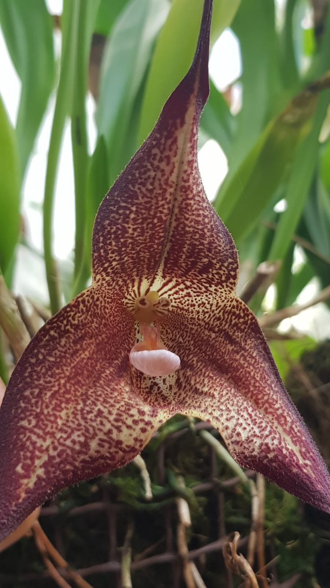 orchidarium_'s tweet photo. Dracula hirtzii. Su nombre proviene del latín y significa pequeño dragón, en referencia a las dos largas espuelas que salen de los sépalos

#Orquidario #Estepona #orquídeas #orchids #VisitaElOrquidariodeEstepona https://t.co/3rVXviLVSv