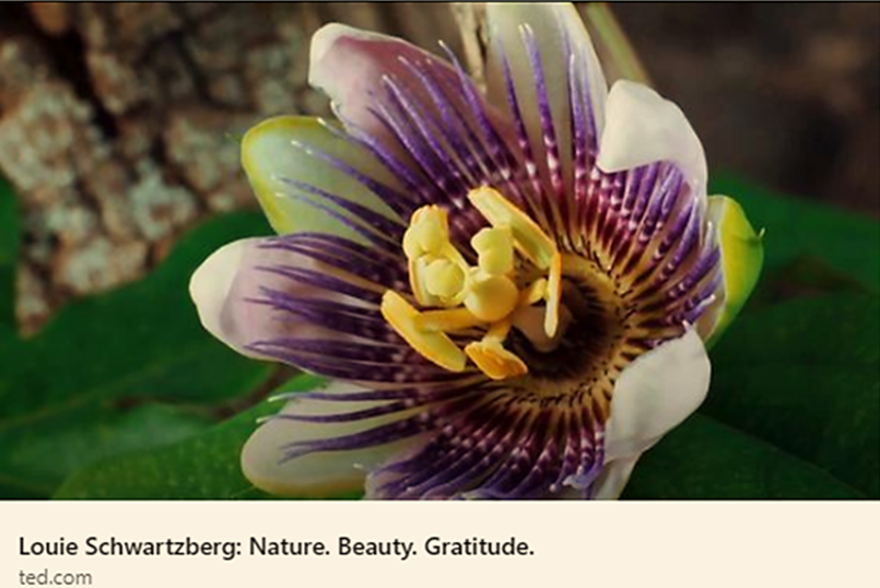 Tomorrow is #thanksgiving. Take a moment to #appreciate and be #grateful for the #beauty that is all around us. This stunning time-lapse video shows the #magnificence of how #nature unfolds through all its stages: lnkd.in/gDeKwK5