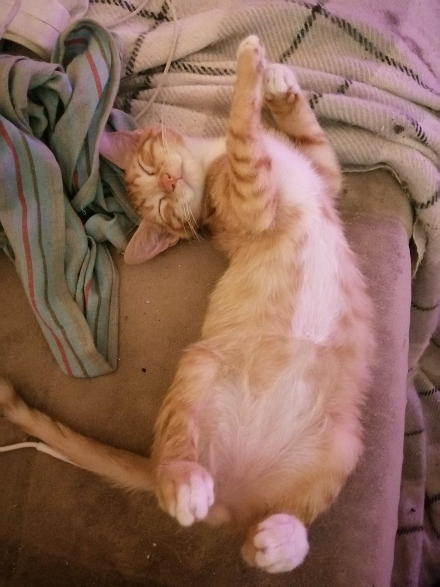 3 erkek bebeğe yuva arıyoruz. Sakin, uyumlu, herşey yiyen bu canlar sokağa düşmeden onlara yol arkadaşı olurmusunuz? Yer İzmir    rt lütfen 🙏