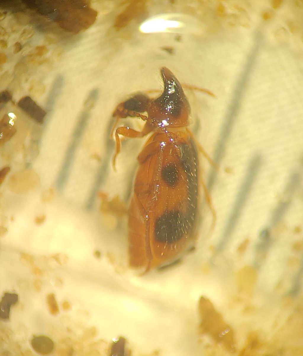 Beetle people of twitter any idea what this beetle is? Found in a dvac sample 6m into a spring oats crop @ColeopSoc #beetle #coleoptera #ID
