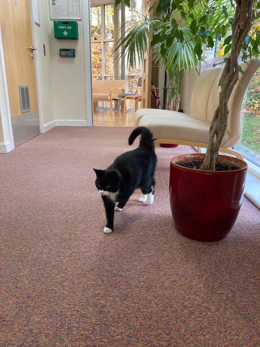 SuperSTEM_UK's tweet photo. #LolaTheLabCat popped in for an inspection today and stayed for a quick lap nap! Everything was puuuuuurfect #LabCat #CatCam @DaresburyLab https://t.co/gSarSwH694