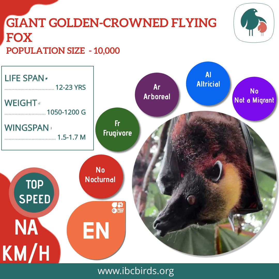 #IBCBIRDS #Mammals

The Giant golden-crowned flying fox is native and endemic exclusively to the Philippines.

#IBCBIRDS #BIRDS #Fox #FlyingFox