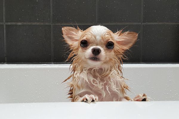 RichHillAH's tweet photo. Are you looking for a chemical-free shampoo to use on your dog? Here are 3 types you can make at home. #animalHospital #doghealth https://t.co/SG7YyXm2OG https://t.co/YeatW6vqI4