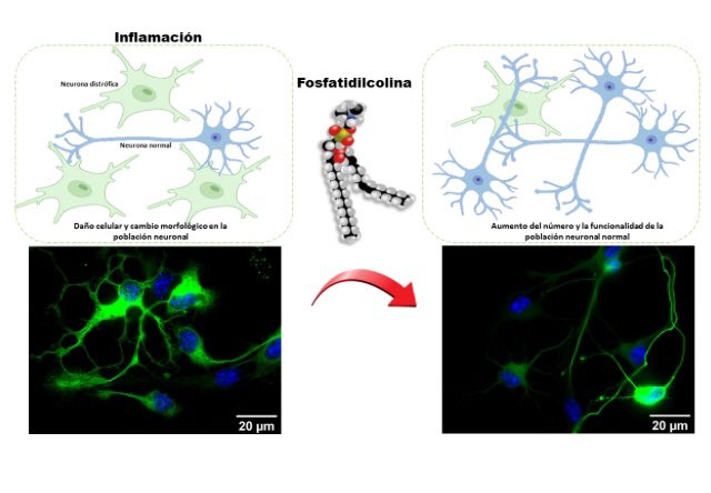 Happy to share the new paper! nature.com/articles/s4159… <a href="/SciReports/">Scientific Reports</a> <a href="/DMagaquian/">Dario E. Magaquian</a> #stemcell #phophatidylcholine #neuronalplasticity