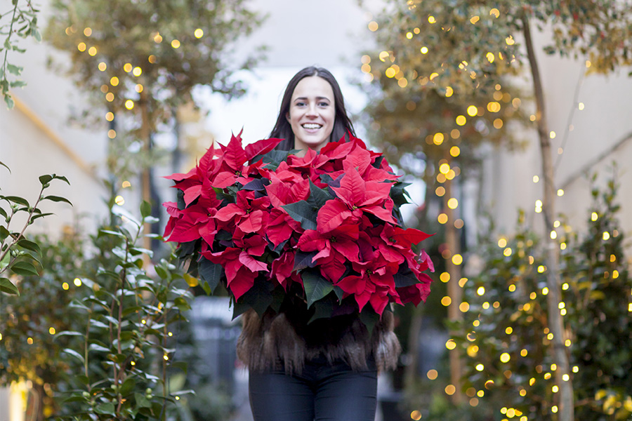 vilesenflorcv's tweet photo. Stars for Europe se alía con #VilesenFlor para promover las flores de Pascua en los municipios valencianos.
 
▶Gandía, Calp y Vinaròs son los primeros municipios valencianos en apuntarse a la iniciativa. 

¡Te lo contamos! 👉  https://t.co/rQBrXqatay

#StarsforEurope #Poinsettia https://t.co/YLAOOYKQ5q