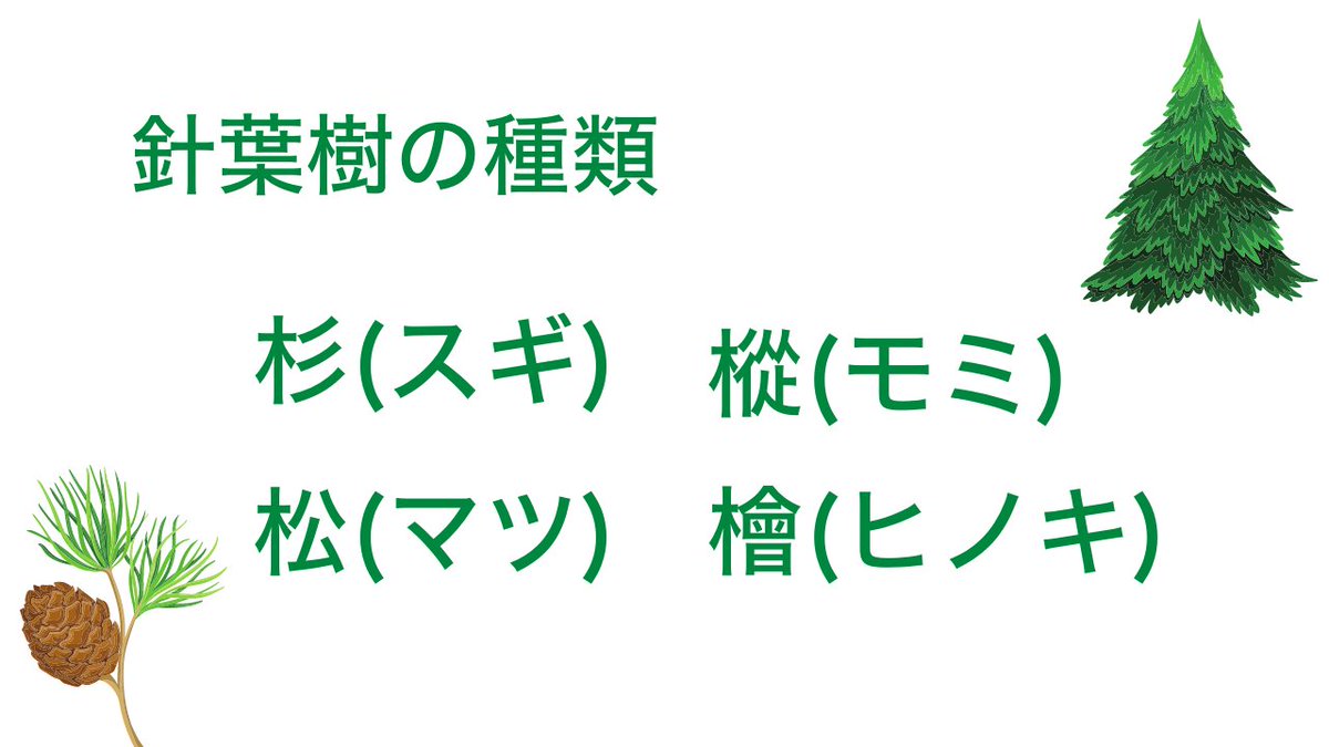 moricrew's tweet photo. 【針葉樹を探ろう！】

日本全国では
針葉樹と広葉樹はおおよそ半分半分の量です🌳

今回は針葉樹についてまとめてみました！

〜これだけは覚えておこう❗️〜
杉・松・樅・檜 https://t.co/ch5qPCBpx7