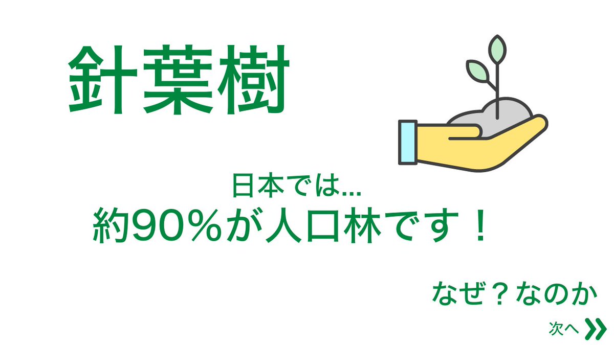 moricrew's tweet photo. 【針葉樹を探ろう！】

日本全国では
針葉樹と広葉樹はおおよそ半分半分の量です🌳

今回は針葉樹についてまとめてみました！

〜これだけは覚えておこう❗️〜
杉・松・樅・檜 https://t.co/ch5qPCBpx7