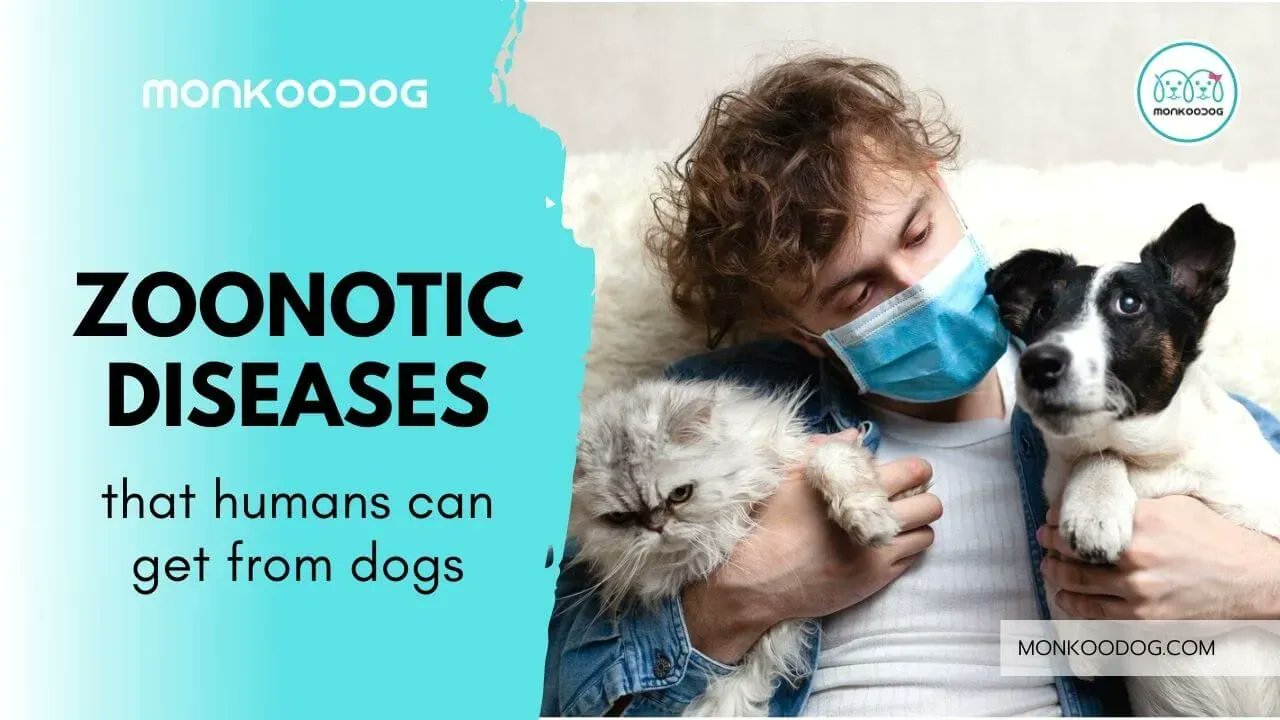 Can Dogs Spread Diseases To Humans
