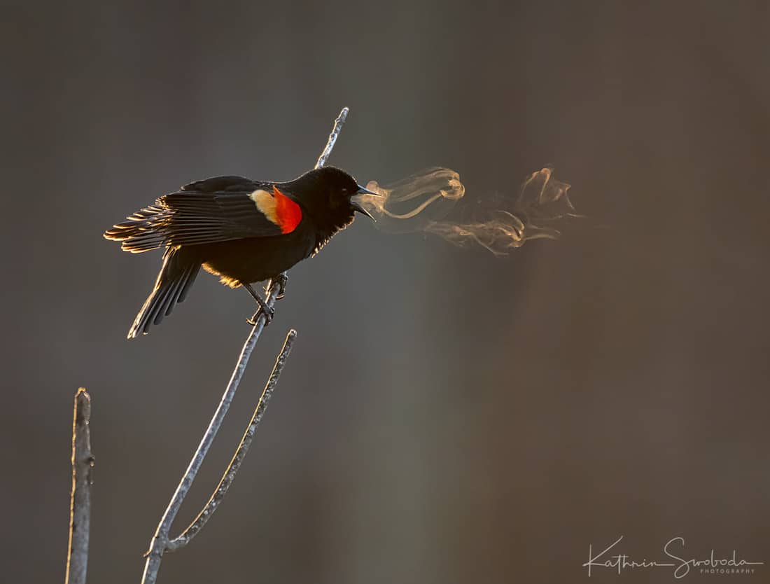 BoixRichter's tweet photo. Se constata la llegada del frío, la de esos meses en los cuales el canto de los pájaros puede llegar a hacerse visible, como el de este tordo alirrojo (Agelaius phoeniceus) fotografiado por Kathrin Swoboda que le valió en 2019 el Audubon Photography Award. https://t.co/HLDqUFD6w8