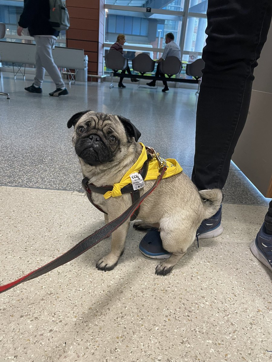 Just met Pippa! She is <a href="/PetsAsTherapyUK/">Pets As Therapy</a> dog coming to staff well-being areas @RoyalLondonHosp 
 
She likes to sit on people’s feet! So watch out if you meet Pippa! 🐾 🐾