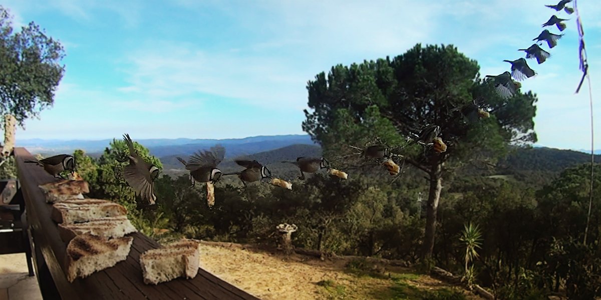 EstudiFGH's tweet photo. Motion trail de Mallerenga emplomallada (Parus cristatus). 

#Capellanet #Gavarres #Photography #Freelancer #EstudiFGH https://t.co/RDrUnV69E1