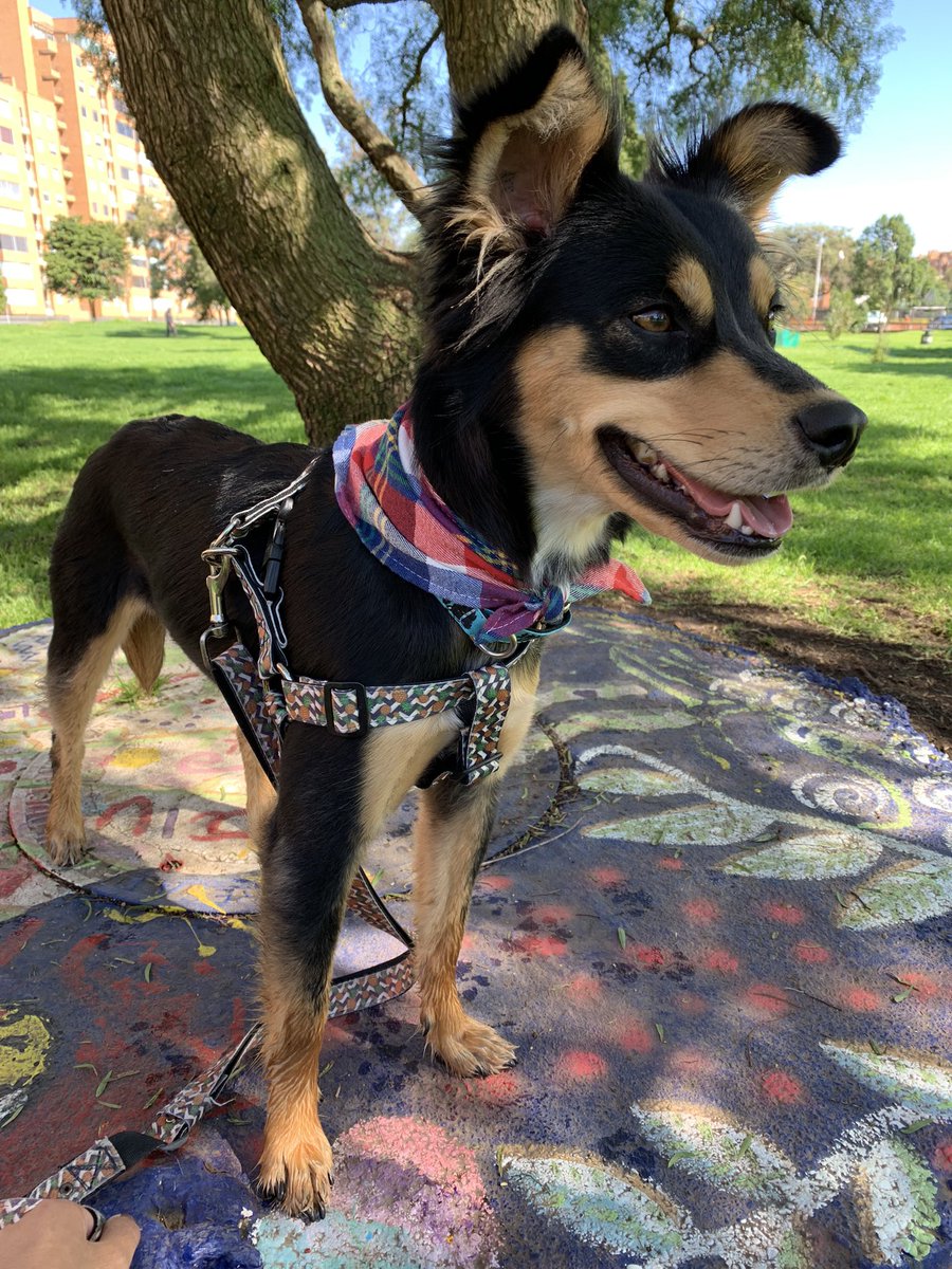 Duvaros_'s tweet photo. Qué tal si eres tú la perrita de mi vida, qué tal si soy yo la que cambie tus días 🍍 https://t.co/UCePFVv7Nl