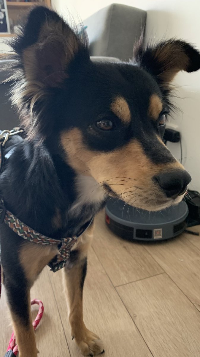 Duvaros_'s tweet photo. Qué tal si eres tú la perrita de mi vida, qué tal si soy yo la que cambie tus días 🍍 https://t.co/UCePFVv7Nl
