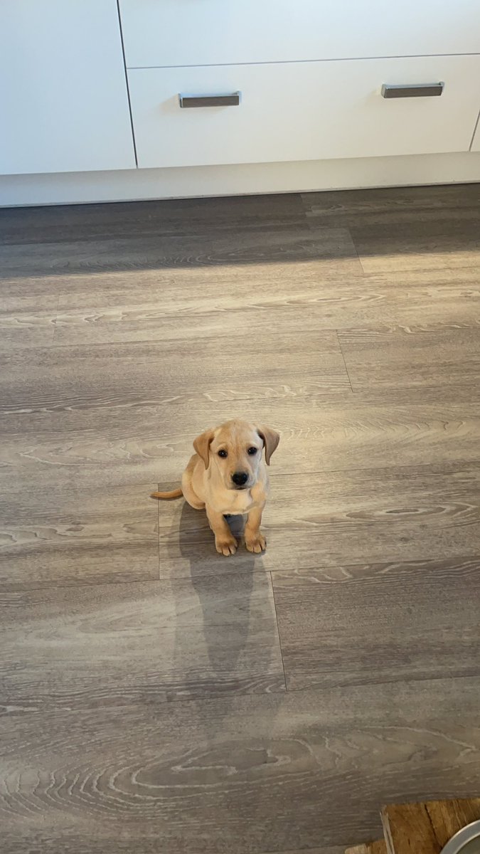 Everyone on Twitter meet the new edition to my family! This is Arthur