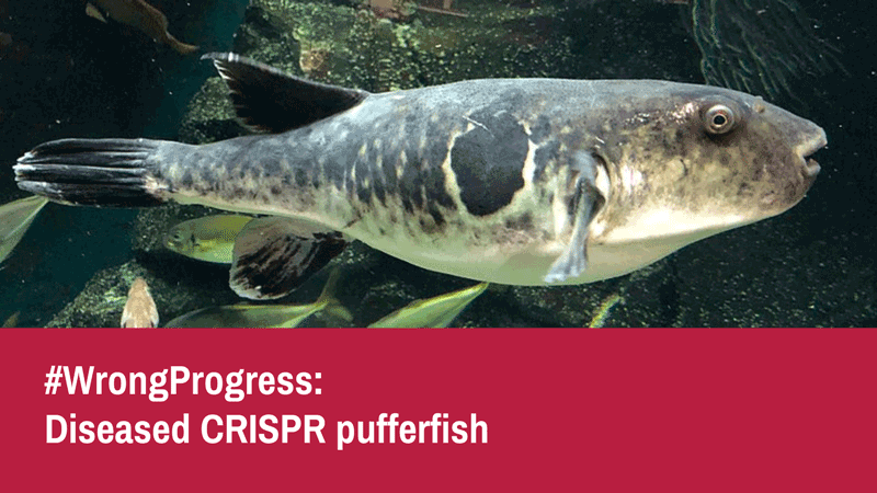 testbiotech's tweet photo. #FalseProgress: 
In order to push #profits, pufferfish have been made sick using #CRISPR. A gene responsible for the regulation of appetite was knocked out, to make the fish eat more and get heavier.

https://t.co/VJ2ewUGZvn https://t.co/MJgnC9iJsU