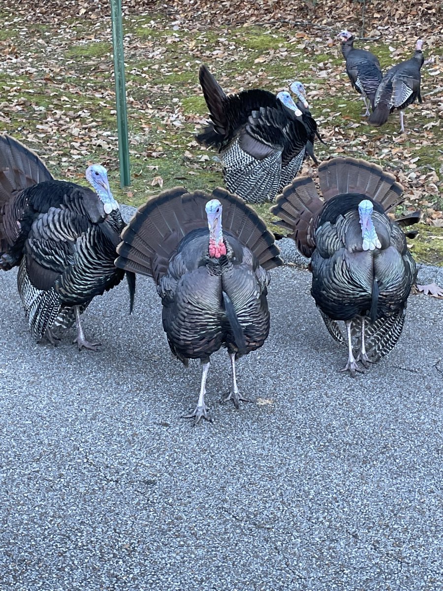 North CHATT turkeys don’t give a f*%ck!!!!
